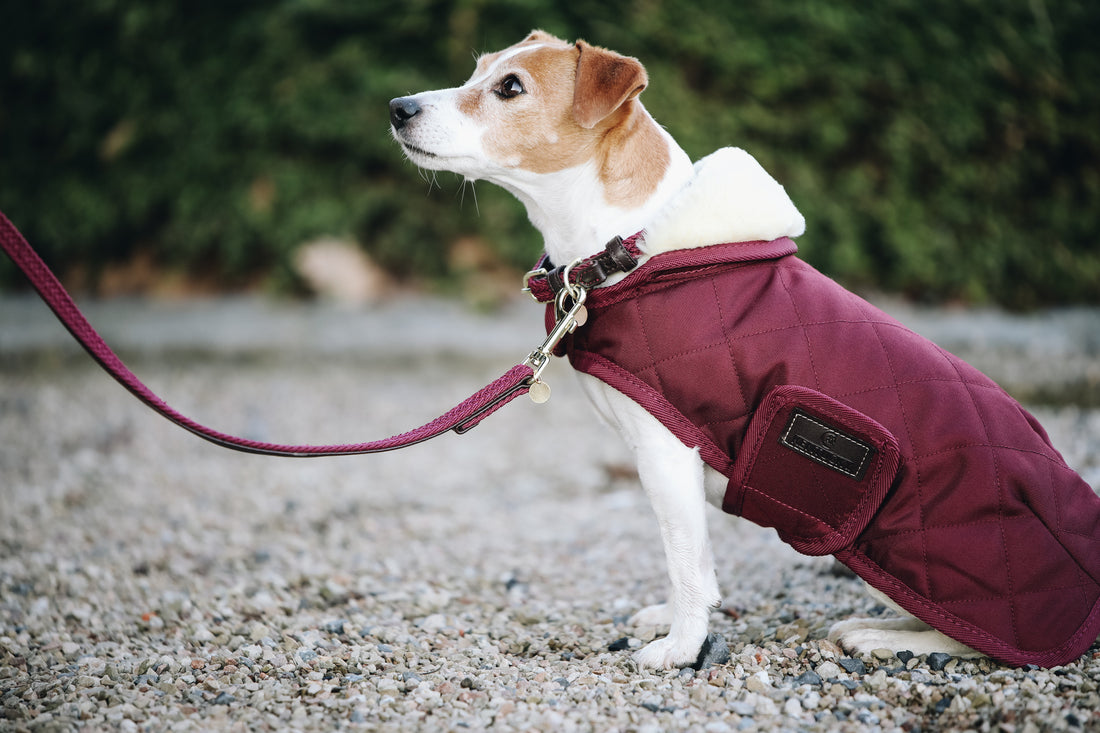 Wandelen met je hond: hoe vaak moet dit?
