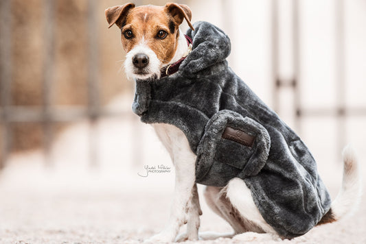 Hoe bereid ik mijn hond voor op de winter?