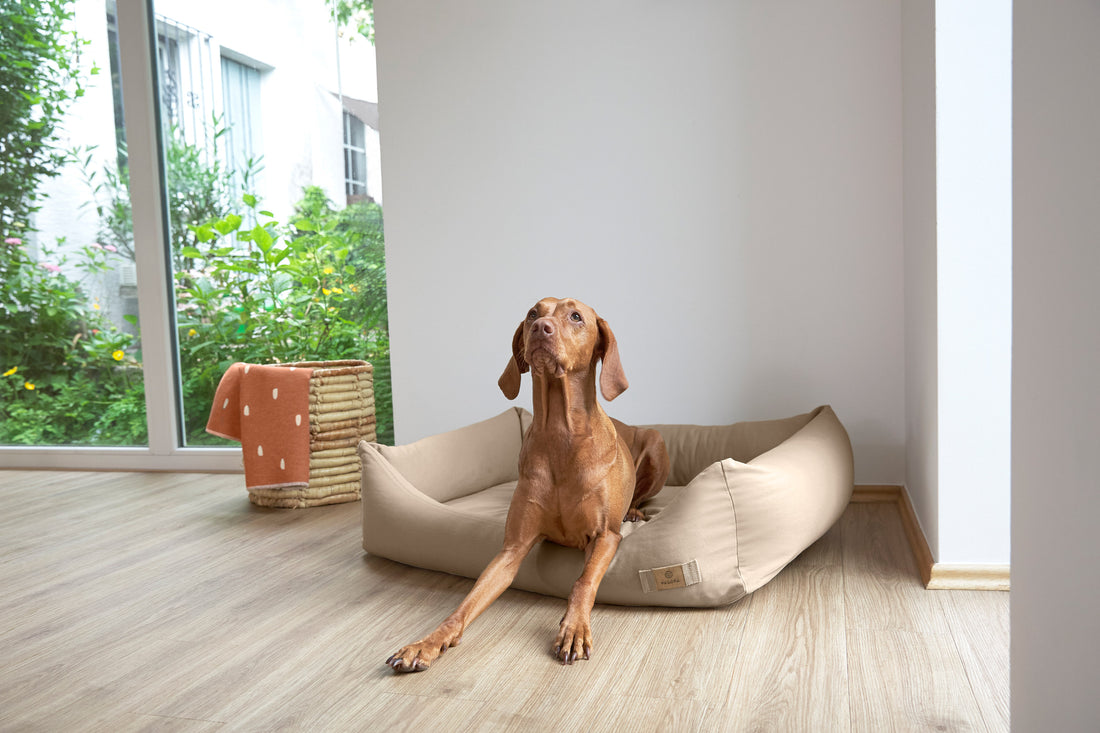 Mijn hond heeft artrose, wat kan ik doen?