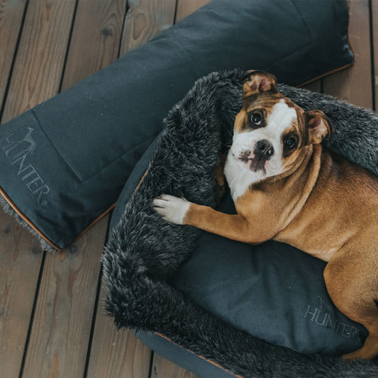 Welke hondenmand kies ik het best voor mijn hond?