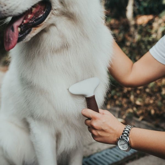 Wat moet ik weten over de vachtverzorging van mijn hond?