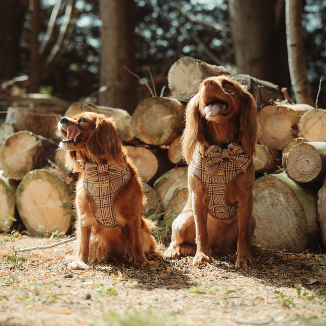 Harnas Pup Plaid - Cocopup London