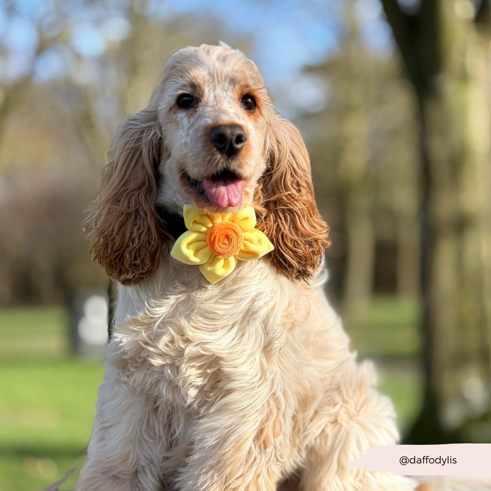 Lentebloem Narcis - Cocopup London