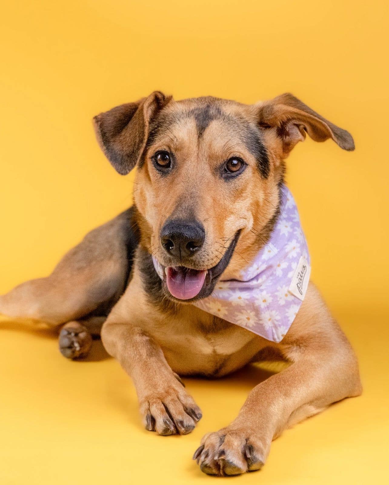 Belle hondenbandana