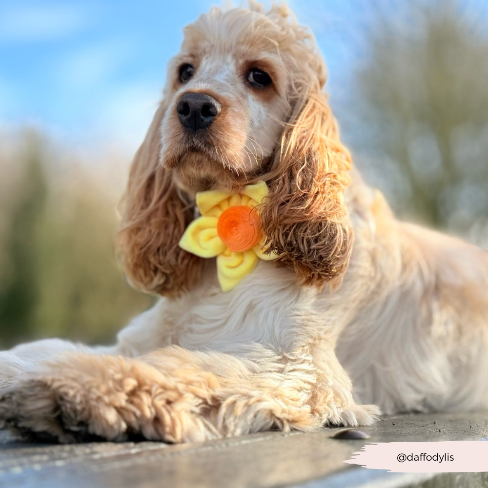 Lentebloem Narcis - Cocopup London
