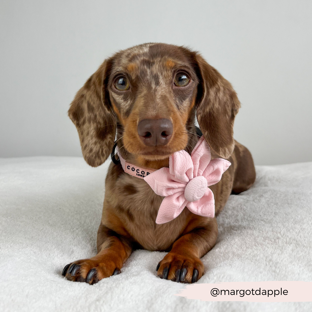 Roze hartjes bloem - Cocopup London