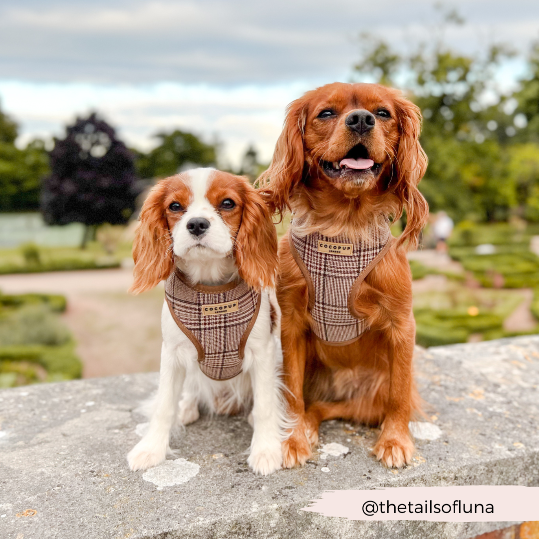 Harnas Pup Plaid - Cocopup London