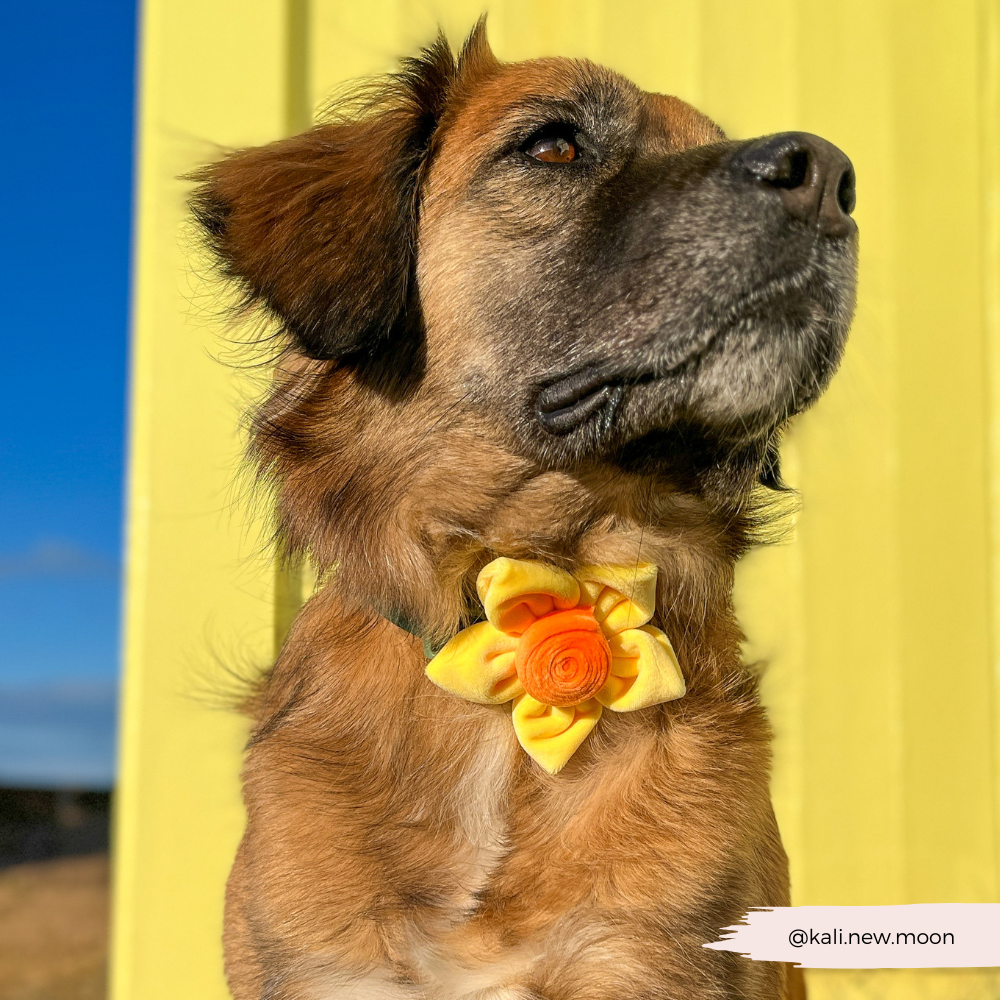 Lentebloem Narcis - Cocopup London