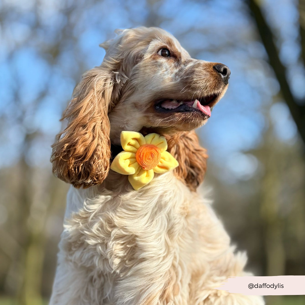 Lentebloem Narcis - Cocopup London