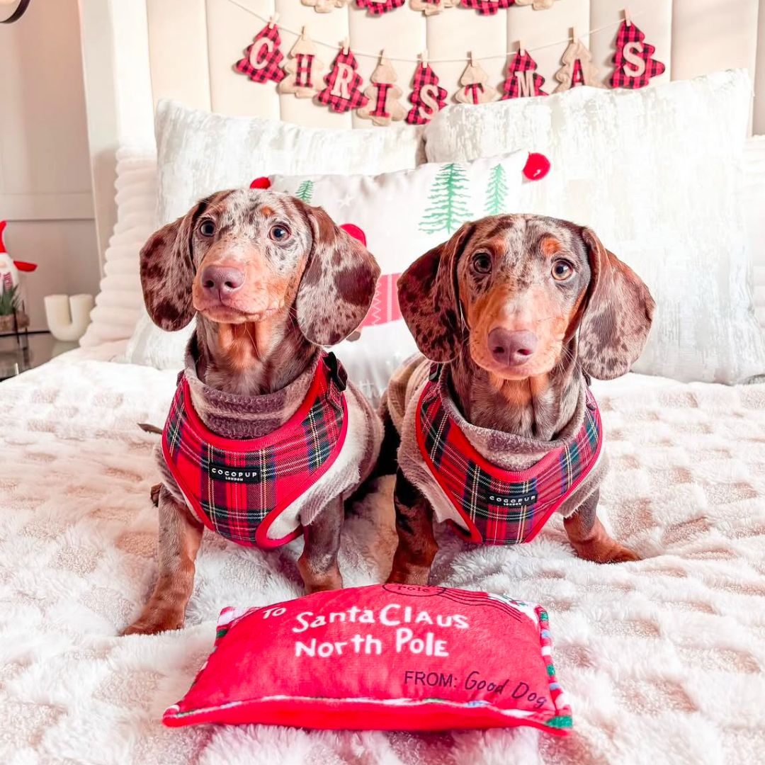 Tartan Rood Harnas - Cocopup London