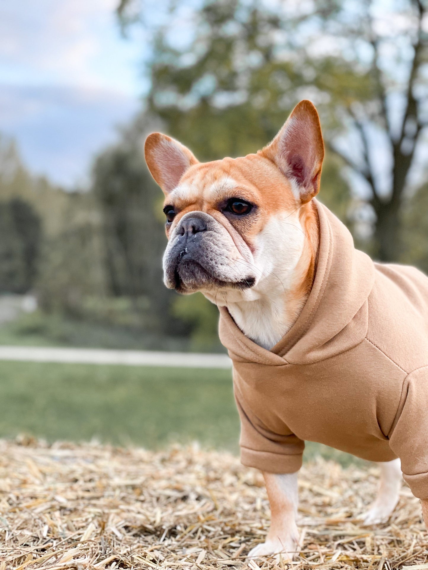 Sweater Beige - ToutDeLou