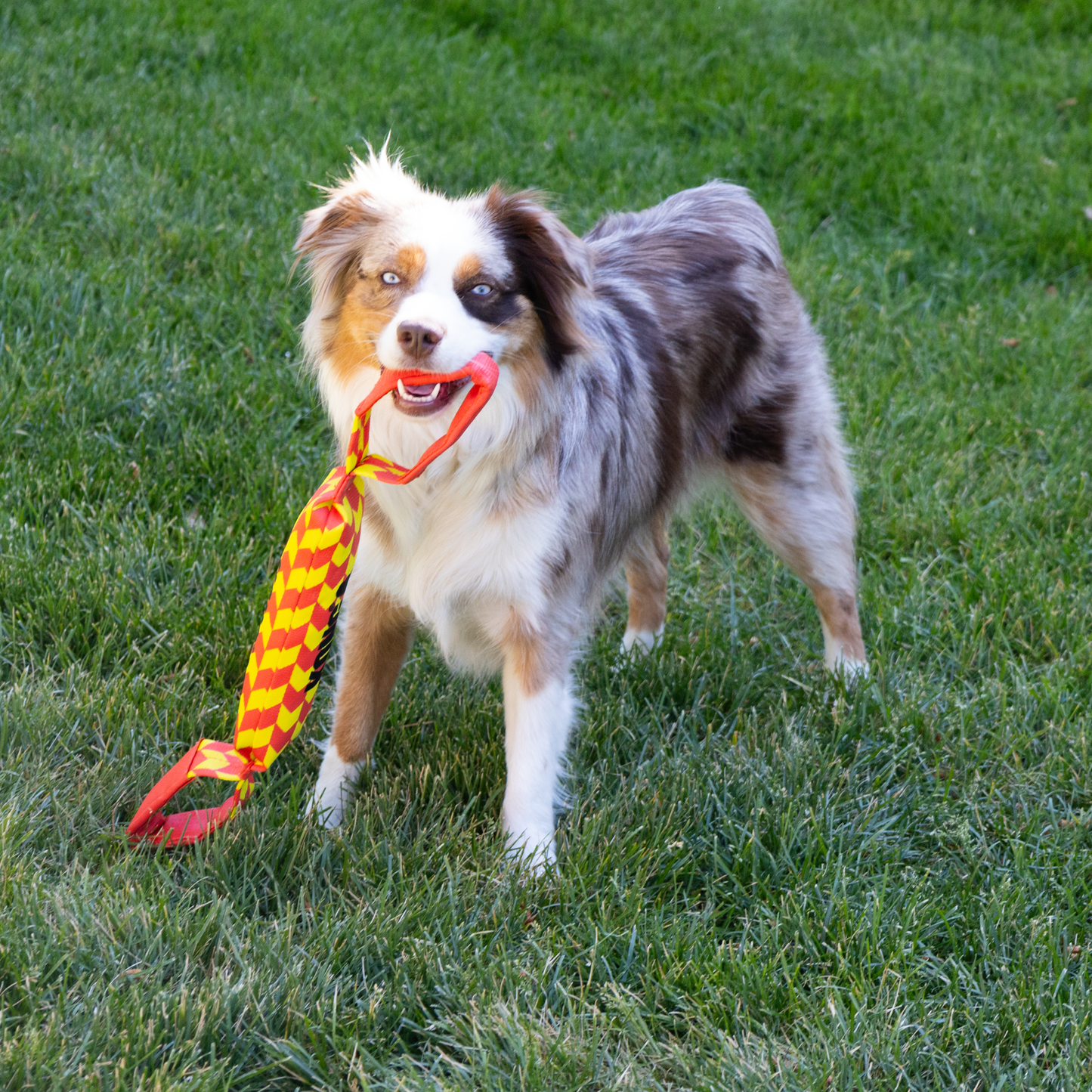 KONG Maxx Tug Large trekkoord hond beide kanten