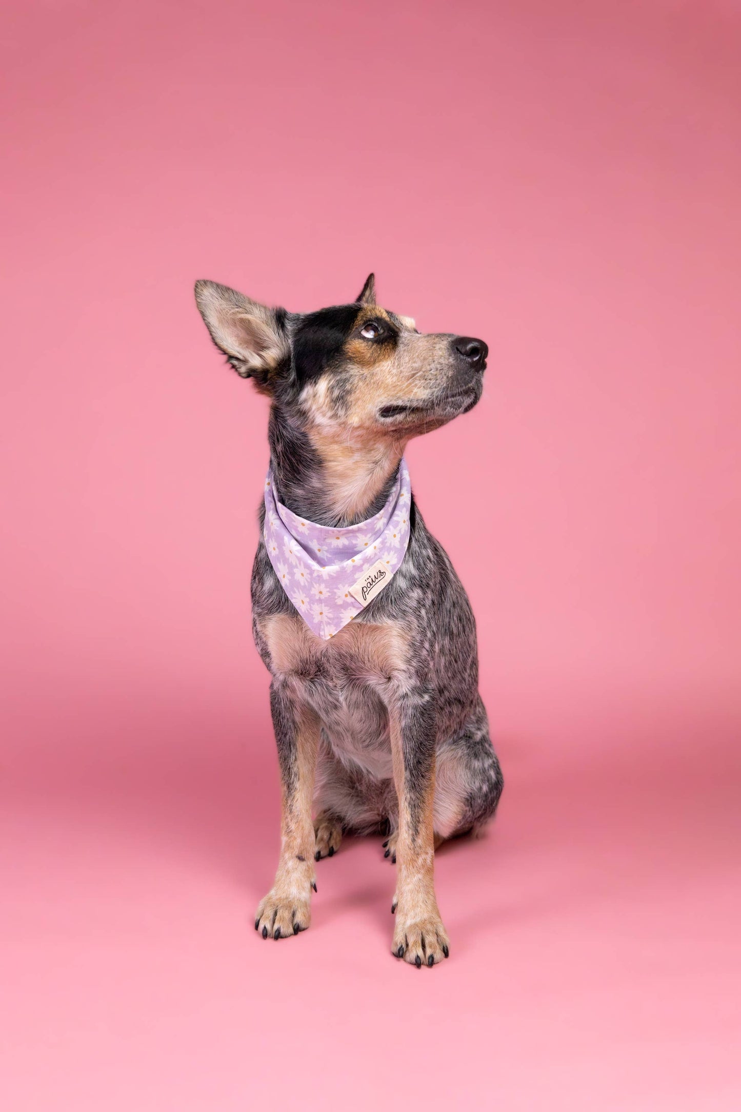 Belle hondenbandana