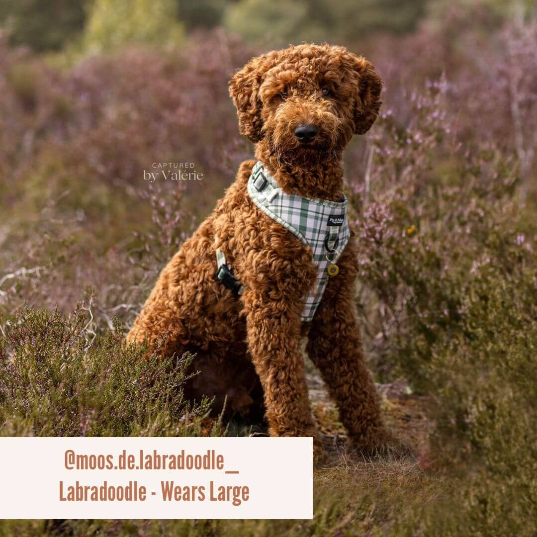 Harnas Perfect Picnic