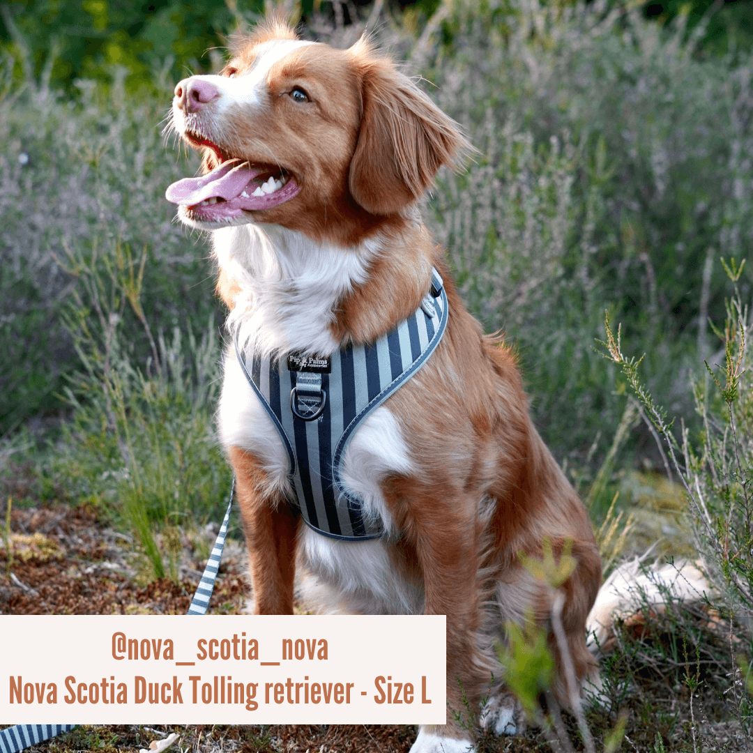 Harnas Stripy Stripes