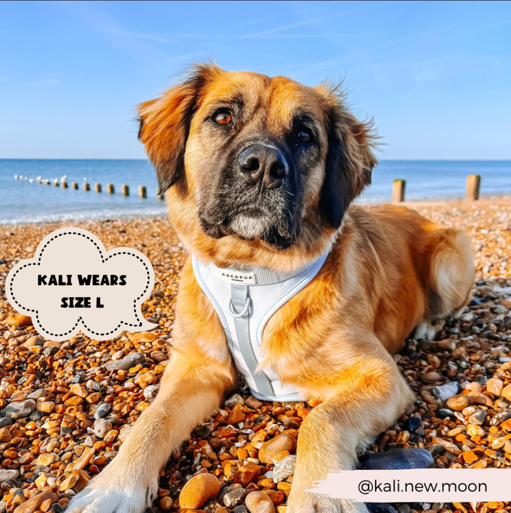 NAKD Harnas Bubblegum - Cocopup London