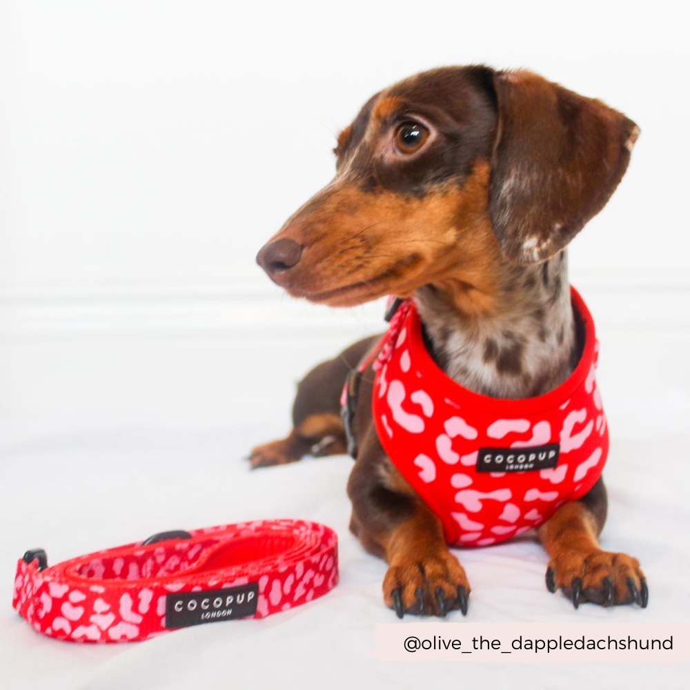 Luipaard Leiband - Cocopup London – Leiband van Cocopup London | Hondenboetiek (afbeelding 7)
