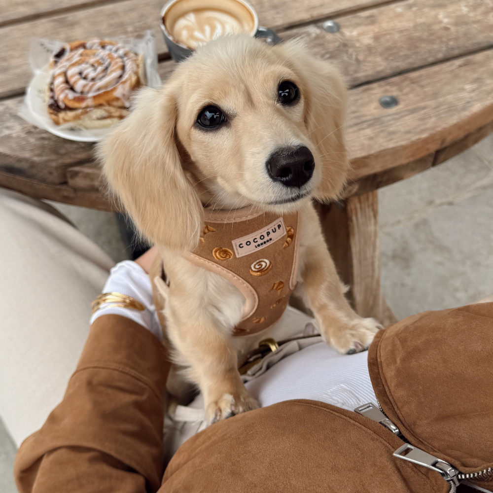 Pawtisserie Harnas - Cocopup London