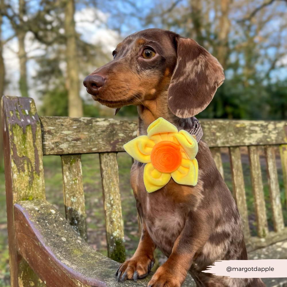 Lentebloem Narcis - Cocopup London
