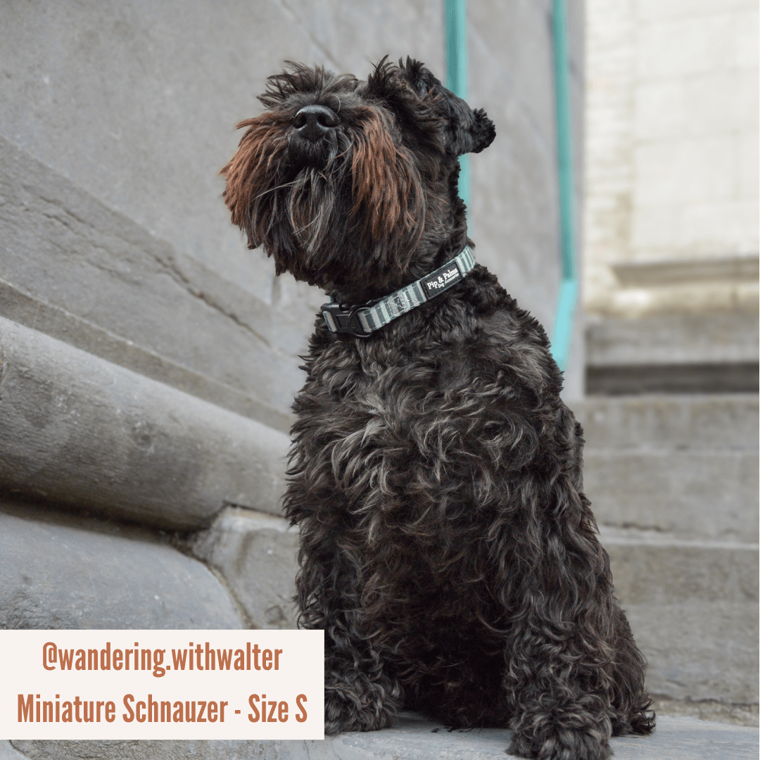 Pip and Palms - Honden Halsband Stripy Stripes
