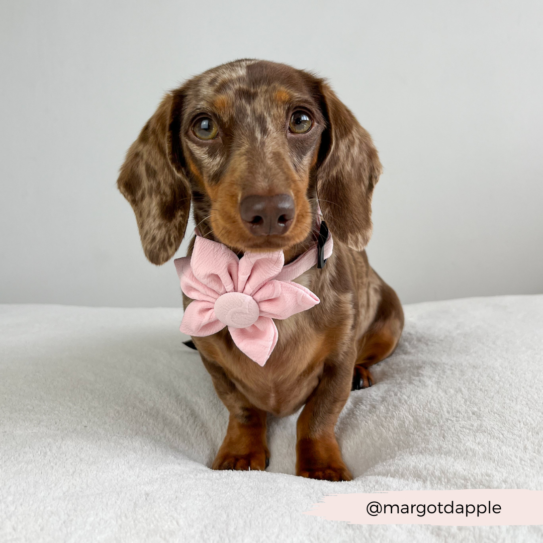 Roze hartjes bloem - Cocopup London