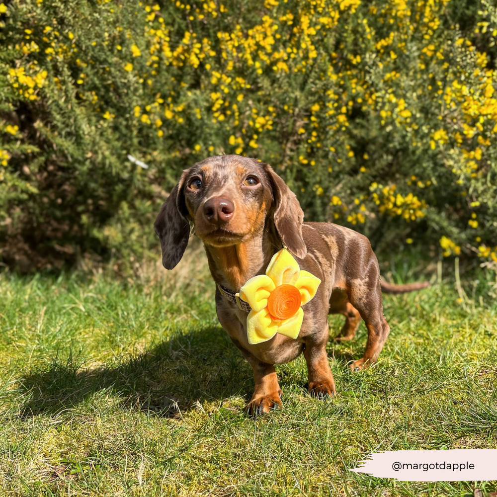 Lentebloem Narcis - Cocopup London