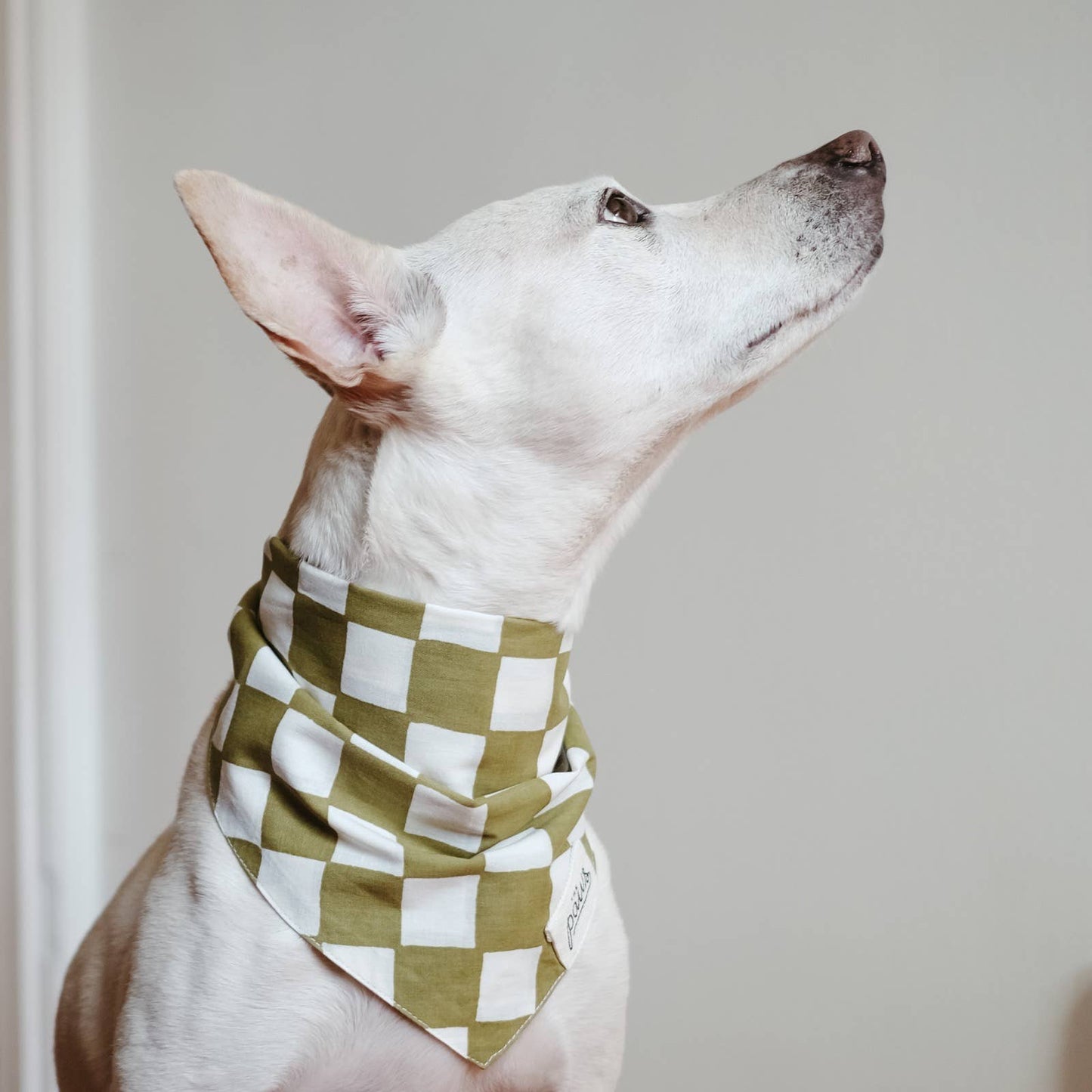 Schaakmat hond Bandana
