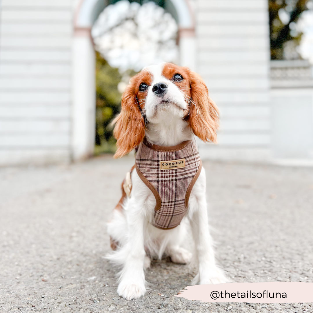 Harnas Pup Plaid - Cocopup London