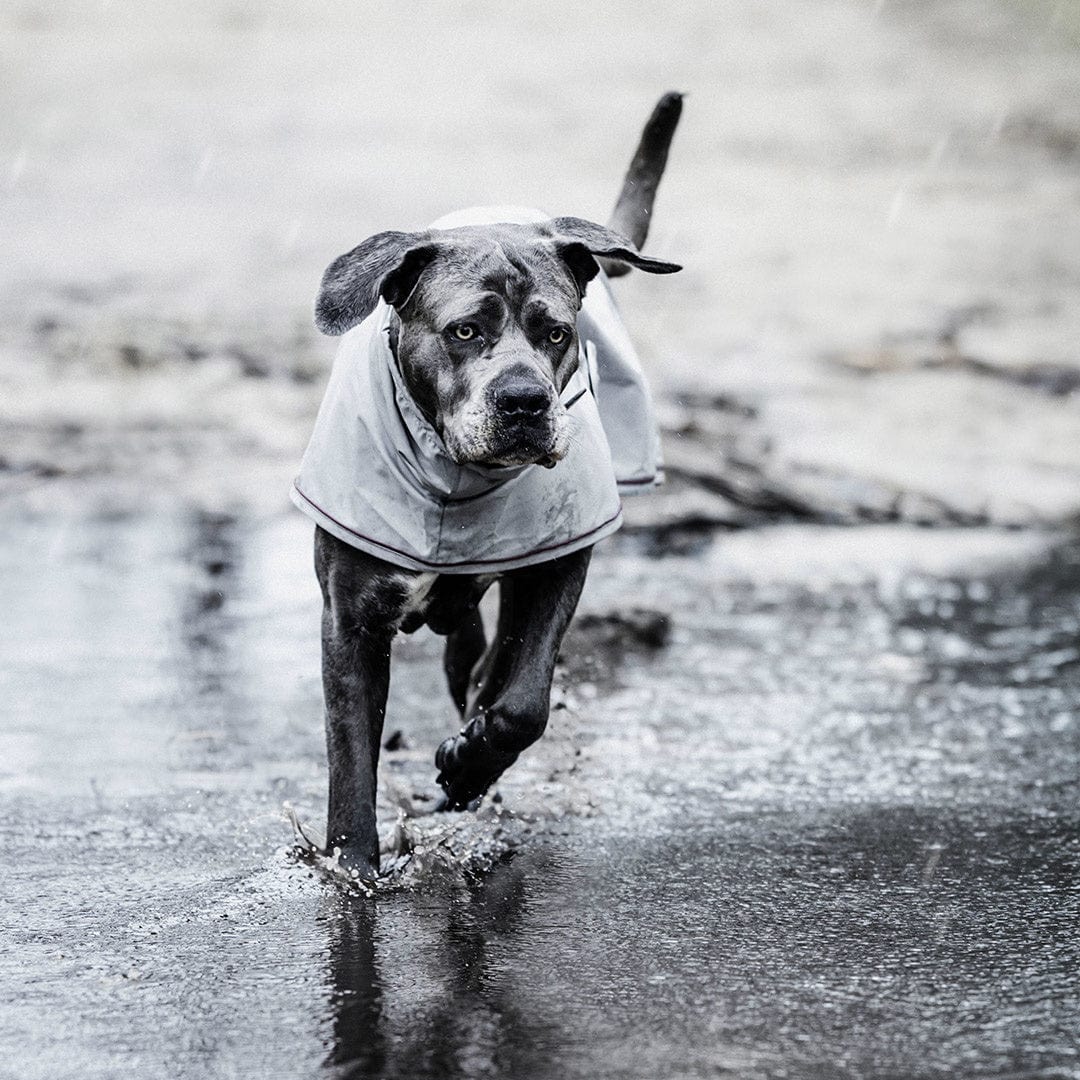 Hondenregenjas Dusty Blue - Kentucky Dogwear