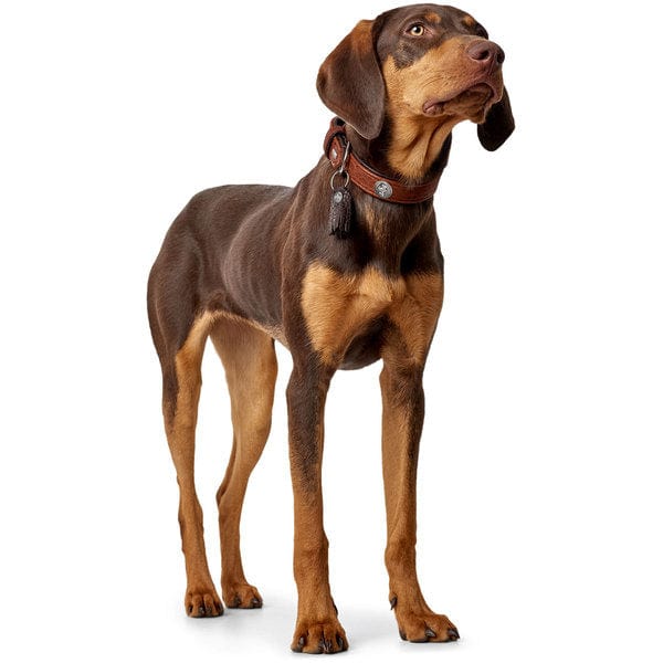 Leren Halsband Cody - Cognac