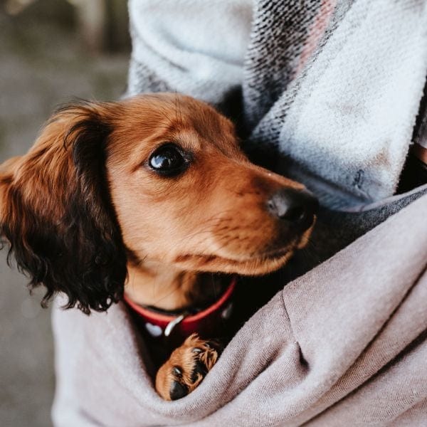 Draagtas Los Angeles