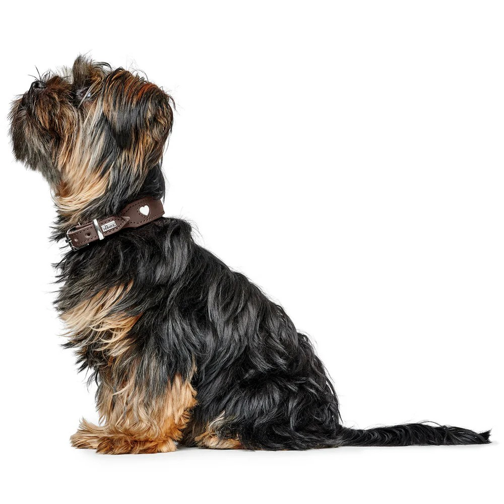 Leren halsband Love - Bruin – Halsband van Hunter | Hondenboetiek (afbeelding 9)