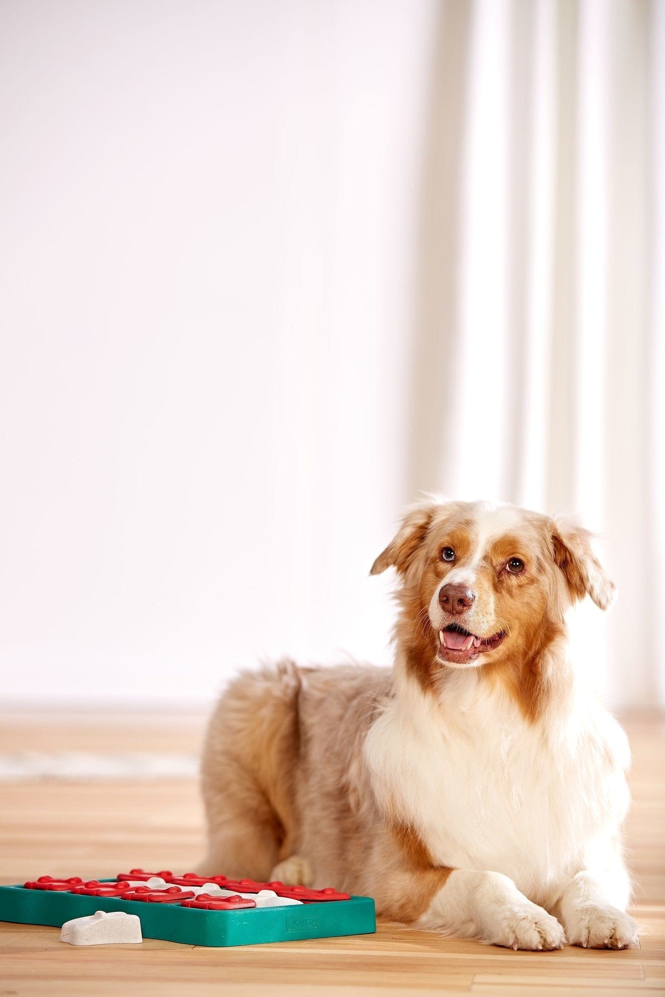 Intelligentiespeelgoed Dog Brick