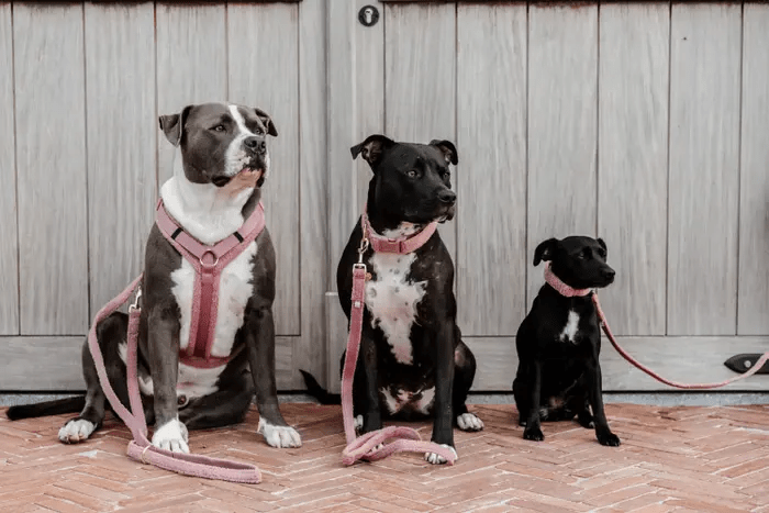 Leiband Teddy - Roze – Leiband van Kentucky Dogwear | Hondenboetiek (afbeelding 4)