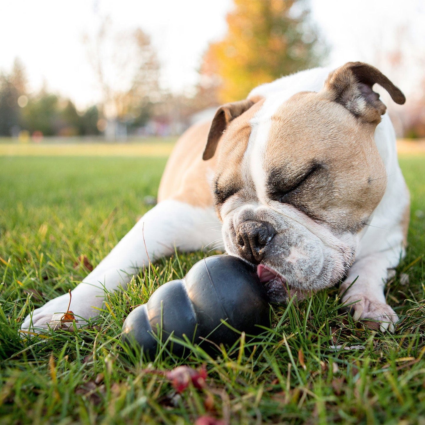 KONG® Classic Extreme