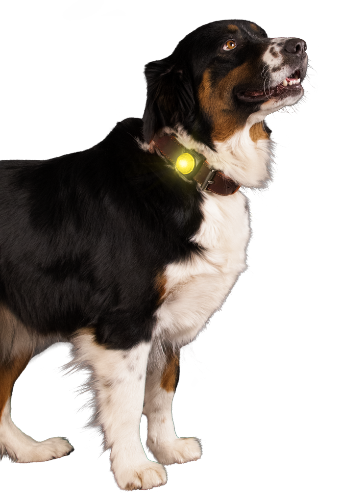 Nightwalk Veiligheidslampje – Accessoire van Nightwalk | Hondenboetiek (afbeelding 4)