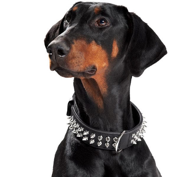 Halsband Rambo - Zwart