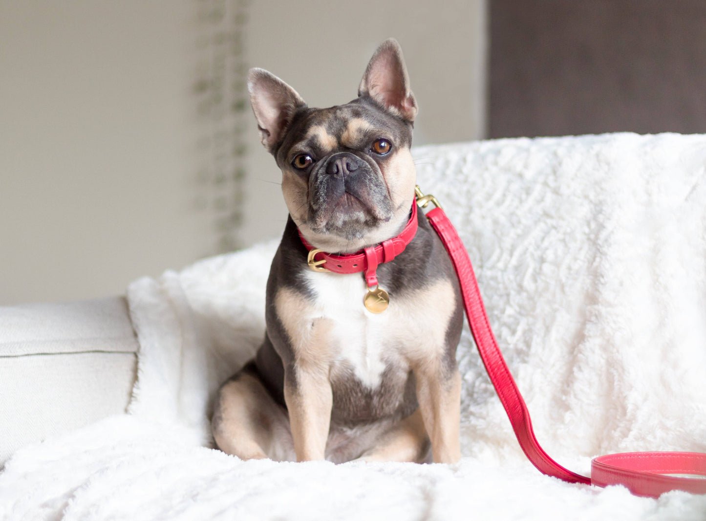Leren Leiband - Koninklijk Rood – Leiband van The Dog Musthaves | Hondenboetiek (afbeelding 4)
