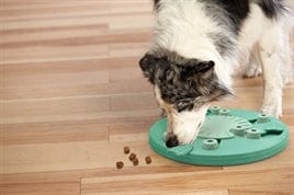 NINA OTTOSSON DOG WORKER COMPOSIET