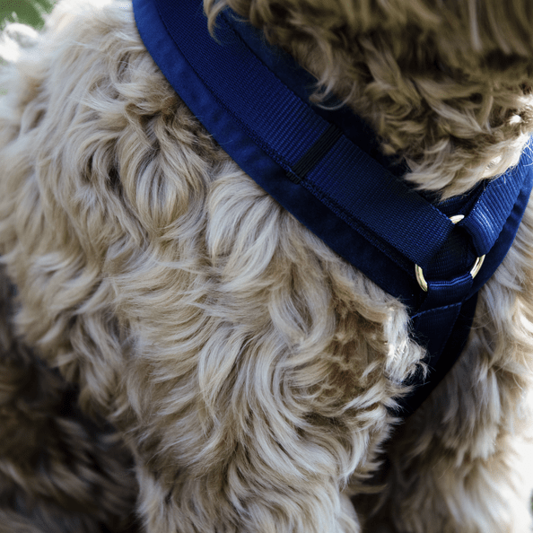 Harnas Active Velvet - Blauw