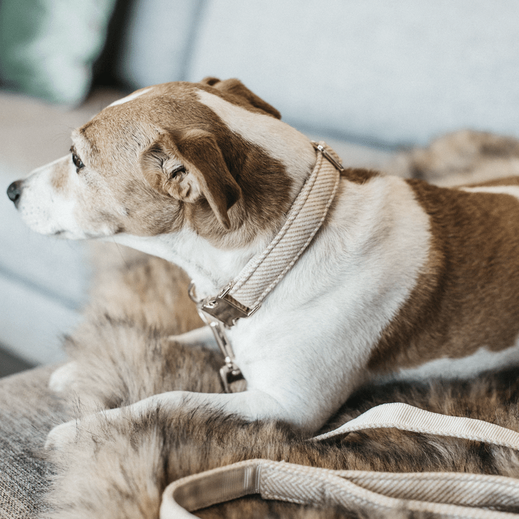 Halsband Wol Beige – Halsband van Kentucky Dogwear | Hondenboetiek (afbeelding 3)
