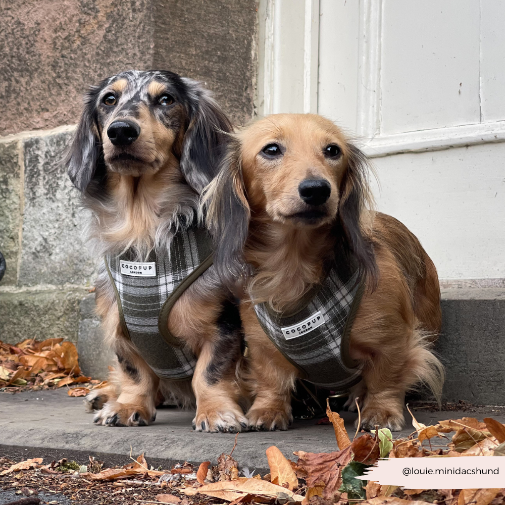 Olijfgroene Plaid Harnas - Cocopup London