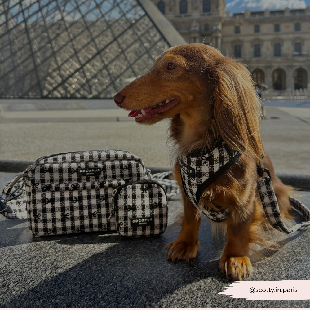 Harnas Paris - Cocopup London