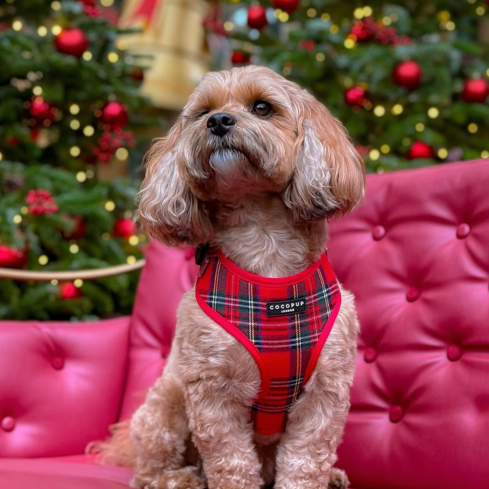Tartan Rood Harnas - Cocopup London