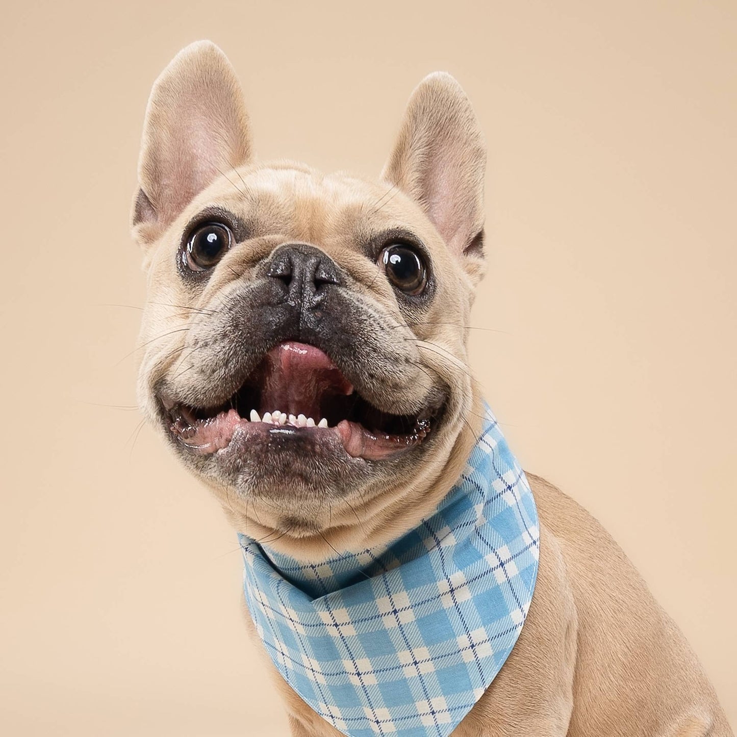 Bobbie Hondenbandana