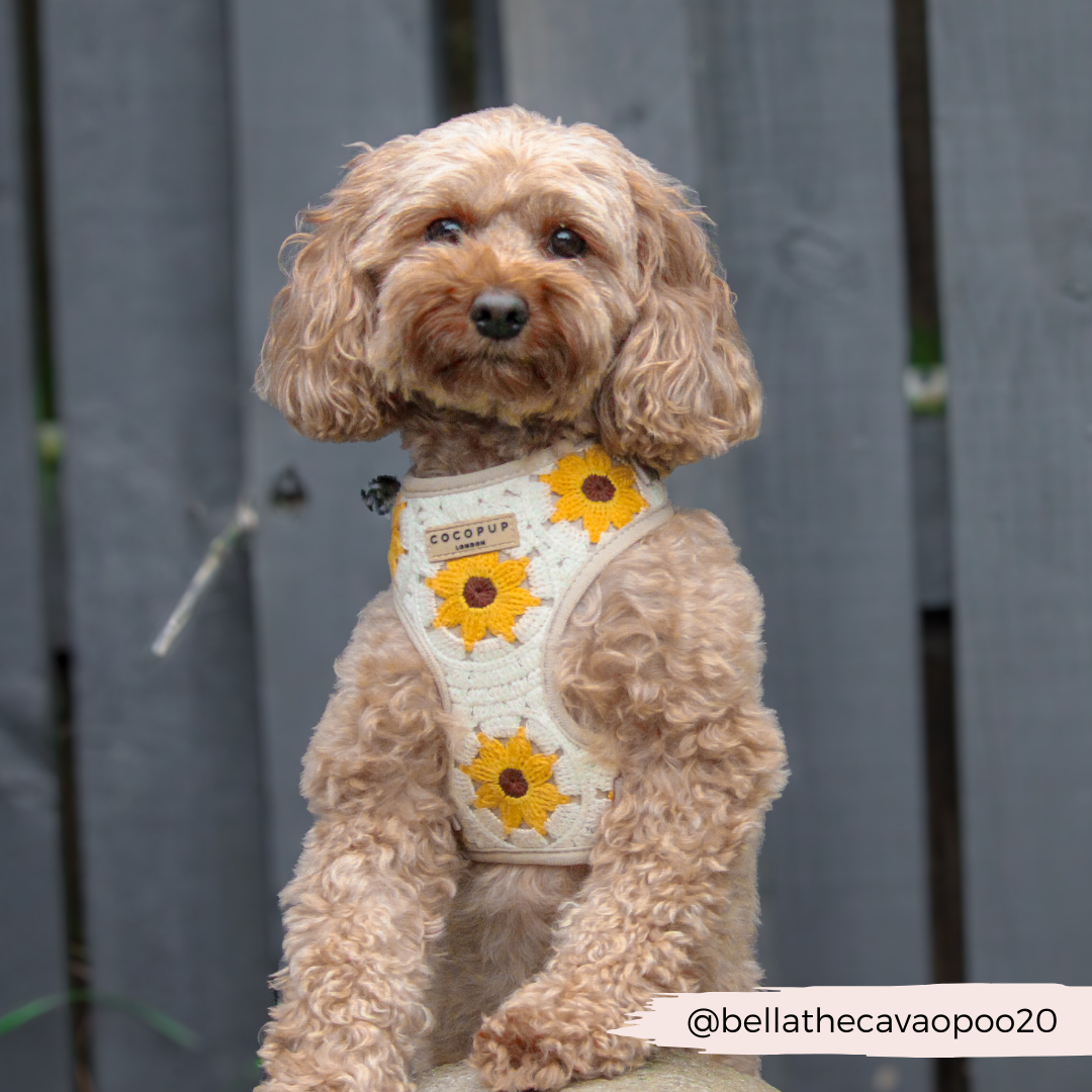 Sunflower Patch Harnas - Cocopup London