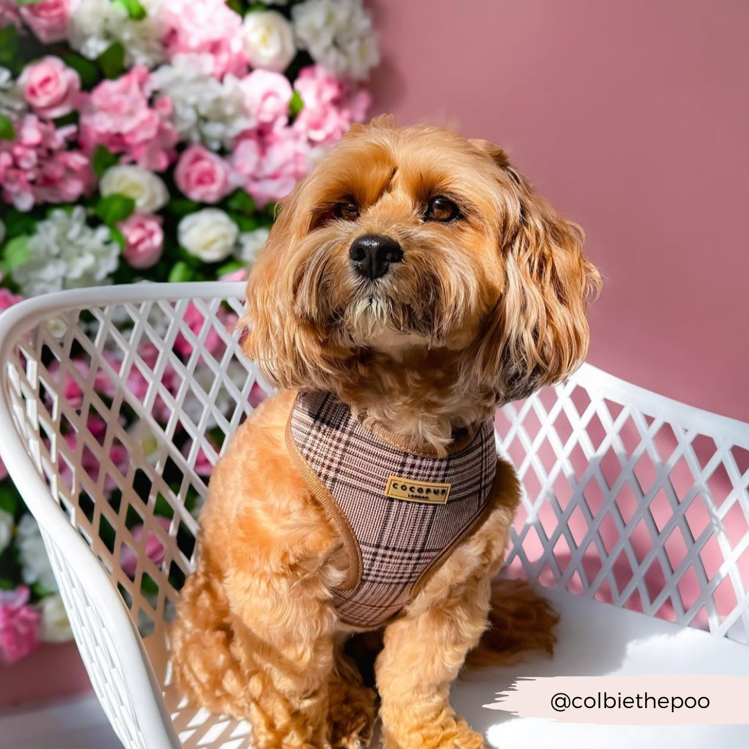 Harnas Pup Plaid - Cocopup London