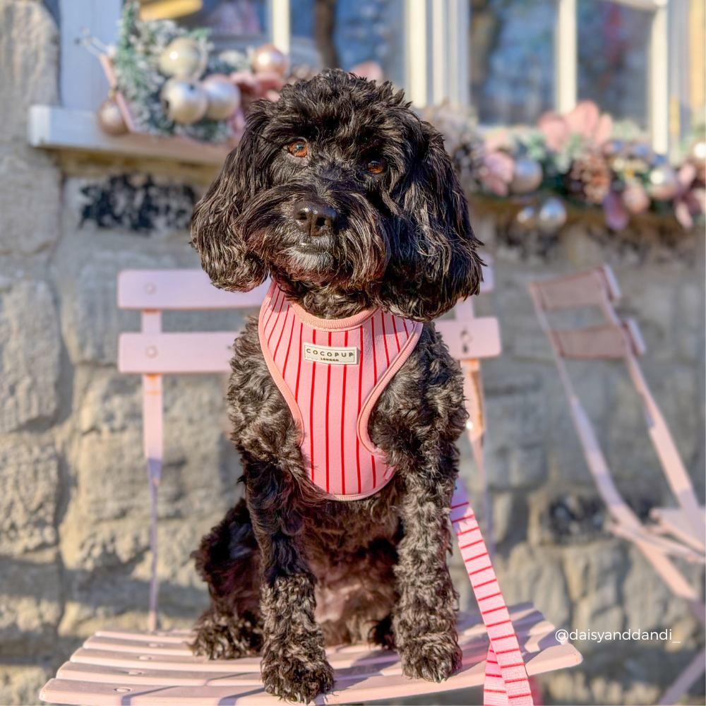 Candy Stripe Harnas – Harnas van Cocopup London | Hondenboetiek (afbeelding 11)