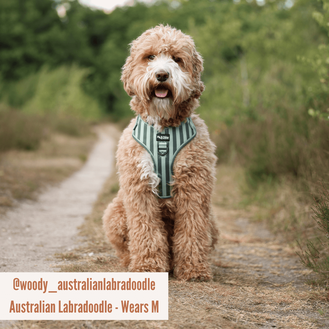 Harnas Stripy Stripes