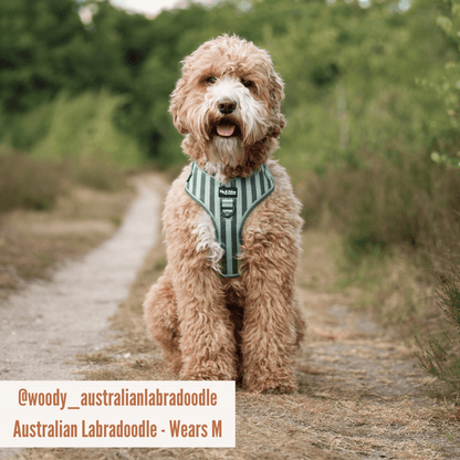 Harnas Stripy Stripes